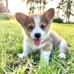 Pembroke Welsh Corgi Puppies from Pembroke Welsh Corgis at Belle Haven