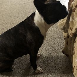 Pudge - Companion Cross