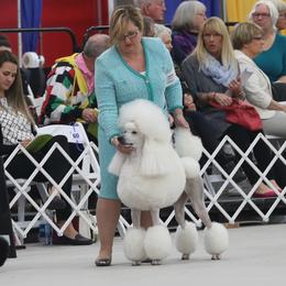 Tiffany - Poodle