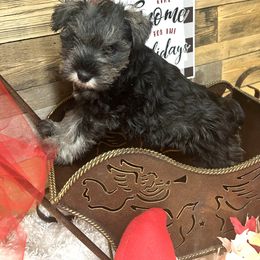 Miniature Schnauzer Puppies from Texas Schnauzers