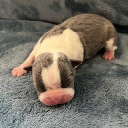 Pumpkin - Blue female Boston Terrier puppy in Red Bluff, California from SunnyValley Bostons