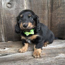 Big Hungry - Black and tan male Dachshund puppy in South Willard, Utah from Doxies in the Sun