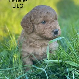 Goldendoodle Puppies from Doodle Paradise