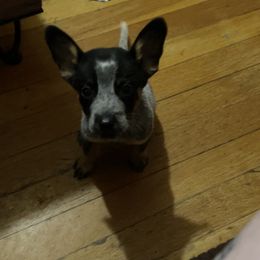 Australian Cattle Dog Puppies from Twisted C Heelers