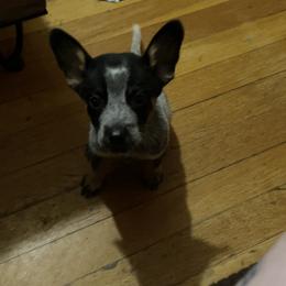 Australian Cattle Dog Puppies from Twisted C Heelers