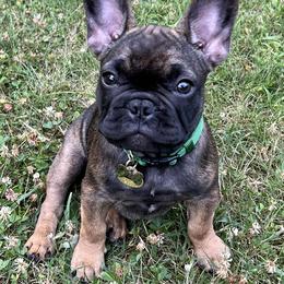French Bulldog Puppies from Nuthin’ But Frenchies