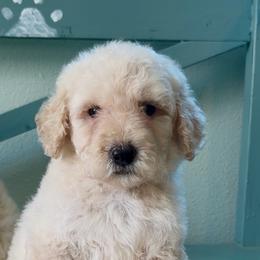 Super-Man - Cream male Goldendoodle puppy in Pensacola, Florida from Goldendoodles Love You in Pensacola Friend Edition