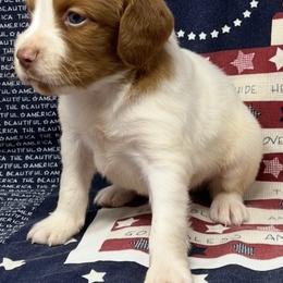 Sage boy 1 - White and orange male Brittany puppy in Floyd Knobs, Indiana from Cross Creek Brittanys