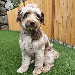 Coral - Aussiedoodle