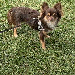 Finn - Chihuahua
