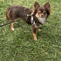 Finn - Chihuahua