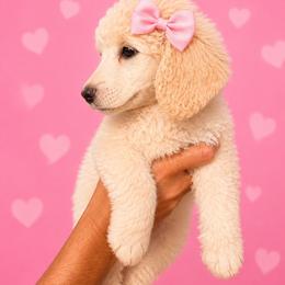 Anna - White female Poodle puppy in Washington, Pennsylvania from Patriotic Poodles