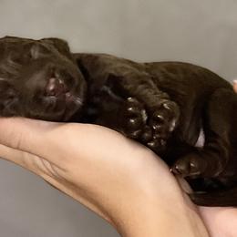 Boy 3 - Chocolate Australian Labradoodle puppy in Tumwater, Washington from South Sound Australian Labradoodles