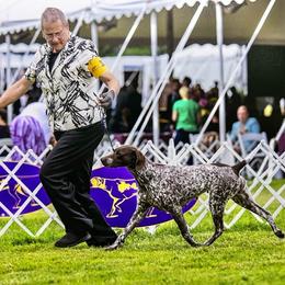German Shorthaired Pointer All Grown Up from Windward German Shorthaired Pointers