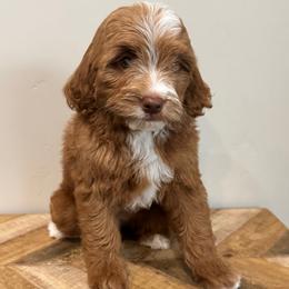 Cutie Pie - Red female Bernedoodle puppy in Horseshoe Bend, Idaho from Over the Moon Poodles and Doodles