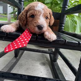 Merica - Red  male Goldendoodle puppy in Camden, North Carolina from Oopsie Doodles of NC
