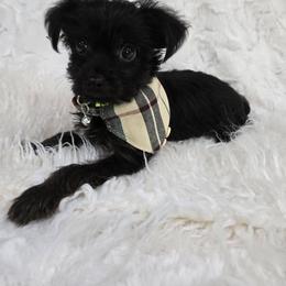 Boy 1 - Parti male Yorkshire Terrier puppy in Wellington, Colorado from Northern Colorado Yorkies