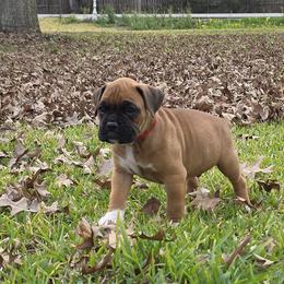 Mr Chili - Fawn male Boxer puppy in Prairieville, Louisiana from Puppy Patch