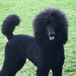 Noah - Poodle