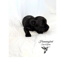 Yorkshire Terrier Puppies from Hummingbird Farm & Gardens