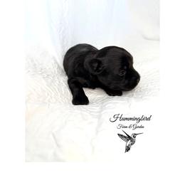 Yorkshire Terrier Puppies from Hummingbird Farm & Gardens