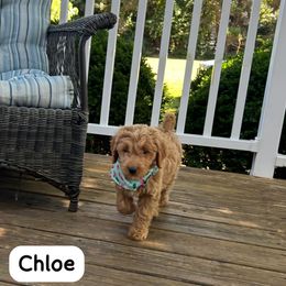 Chloe - Apricot female Goldendoodle puppy in Mint Hill, North Carolina from DoodleForever