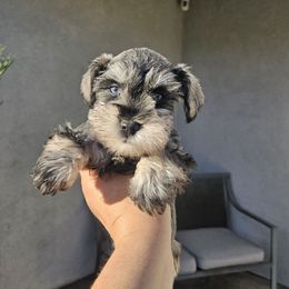 Female 1 blue eyes - Salt and pepper female Miniature Schnauzer puppy in Chino, California from So Cal Schnauzer
