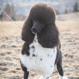 Misty - Poodle