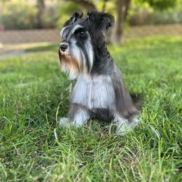 Hope - Miniature Schnauzer