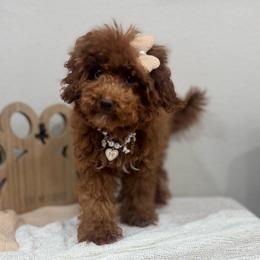 Sunny - Red  female Goldendoodle puppy in Oak Hills, California from High Desert Doodles