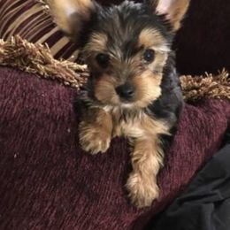 Yorkshire Terrier Puppies from YorkiStars