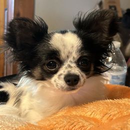 Declan - Chihuahua