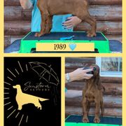 1989 - Irish Setter puppy from Sunstorm Setters