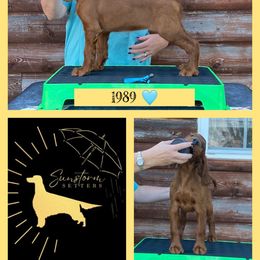 1989 - Irish Setter puppy from Sunstorm Setters