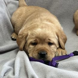 Purple Collar - Yellow female Labrador Retriever puppy in Beaverdam, Virginia from Gold Heart Labradors
