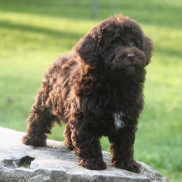 Havapoo puppies from Denise Clark