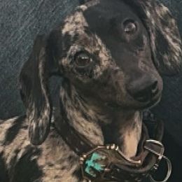 Dachshunds from Saddle Up Weens