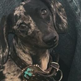 Dachshunds from Saddle Up Weens