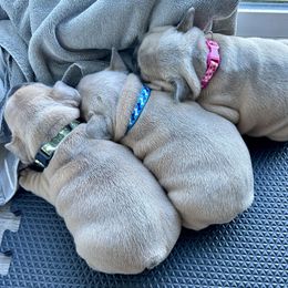 French Bulldog Puppies from Upcountry Frenchies