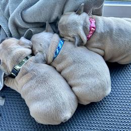 French Bulldog Puppies from Upcountry Frenchies