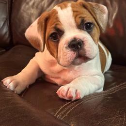 Boy 1 - Fawn and white male French Bulldog puppy in Litchfield, Ohio from Rock N’ Roll Frenchies