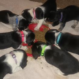 Beagle Puppies from Laceys AKC Beagles