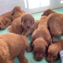 Boy 4 - Dark golden male Golden Retriever puppy in Yucaipa, California from Blessed Goldens