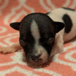 Turkey - White and black female American Hairless Terrier puppy in Phoenix, Arizona from Bare Valley