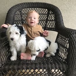 Old English Sheepdog and Sheepadoodle Puppies from Doodlefolk