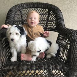 Old English Sheepdog and Sheepadoodle Puppies from Doodlefolk