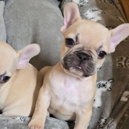 Jeanette - Fawn female French Bulldog puppy in Yellowstone County, Montana from JNS Frenchies