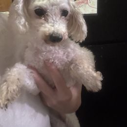 Gypsy - White female Poodle puppy in Belvidere, Illinois from Bloomingdale Toy Poodles