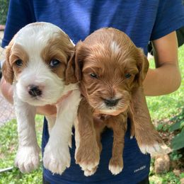 Riley - Blenheim male Cavapoo puppy in Reading, Pennsylvania from The Mexican Clan...