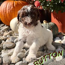 Button - Parti female Goldendoodle puppy in Ellenburg Center, New York from Kristin's Puppies
